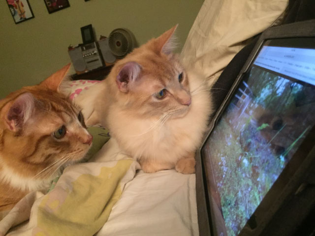Cats Looking at iPad