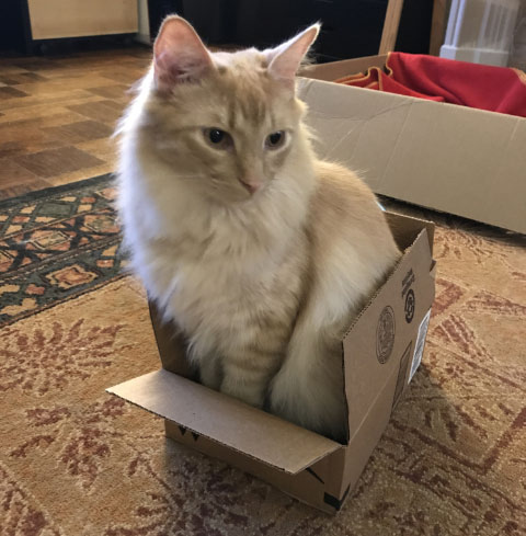 Milo In a Small Box