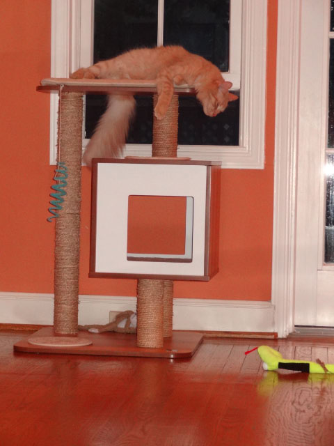 Milo On Cat Tree
