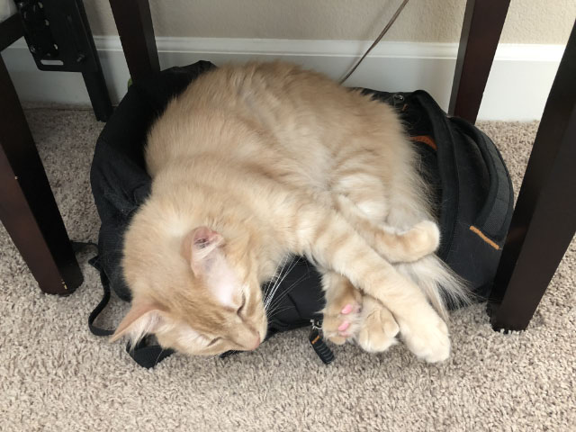 Milo On Backpack