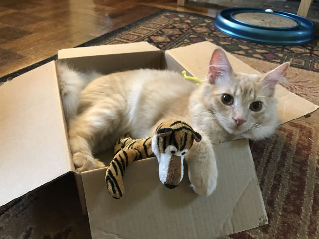 Milo in a Box