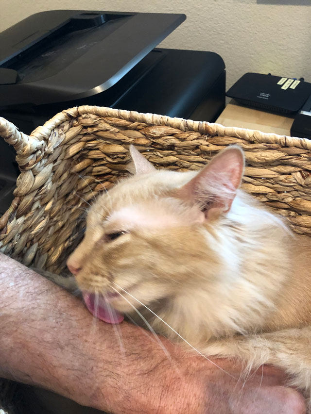 Milo licking his servant's arm.