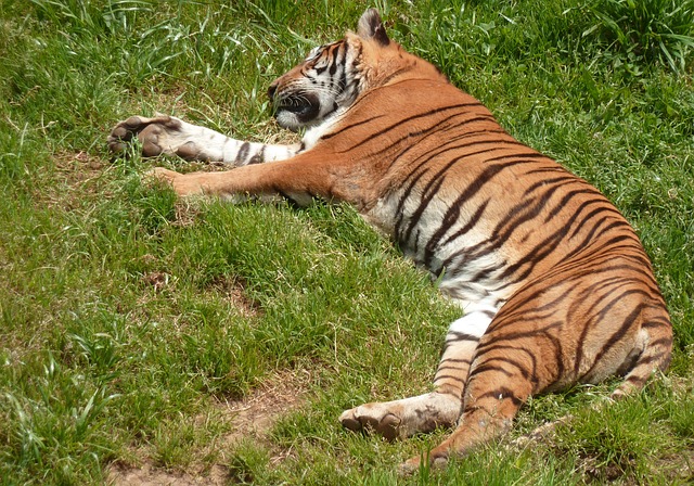 Tiger napping.