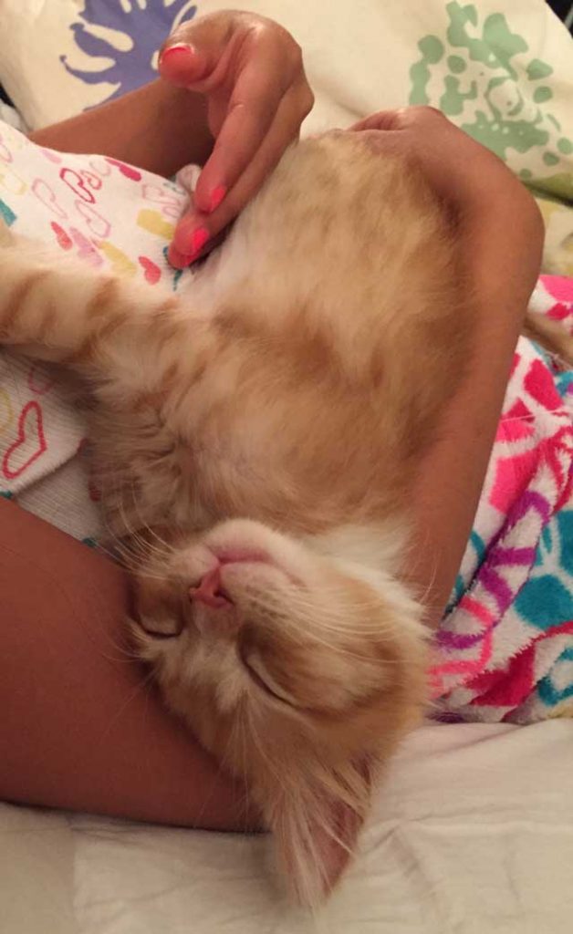 Toby as a lap kitten.