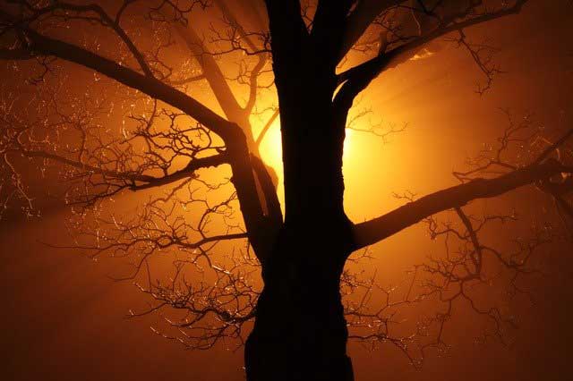 Black tree against sunset