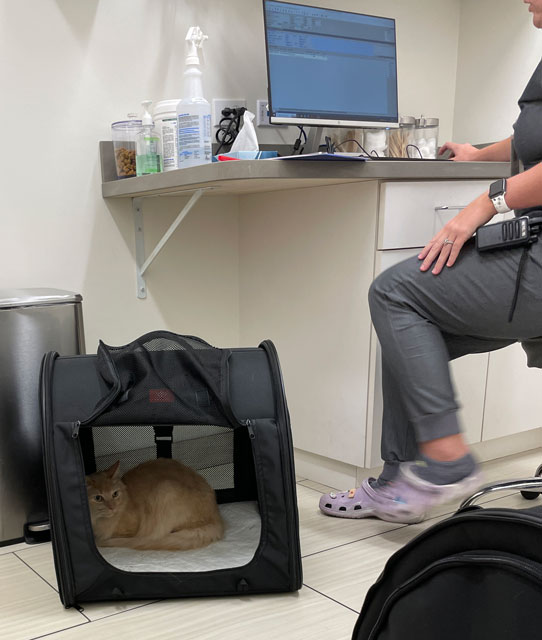 Milo in a cat carrier at the vet.