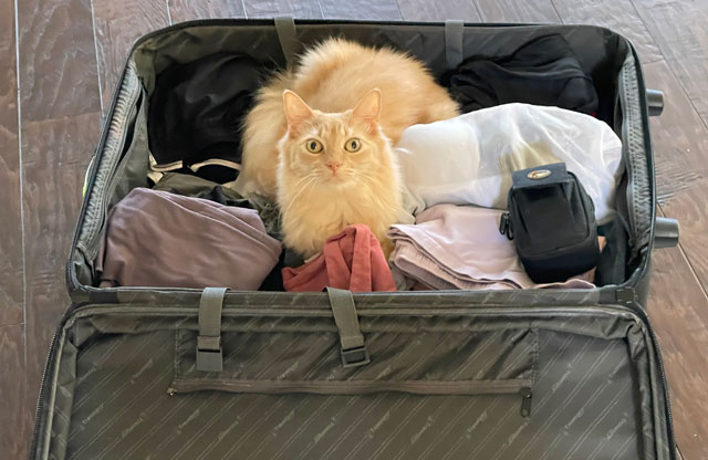 Milo in a suitcase