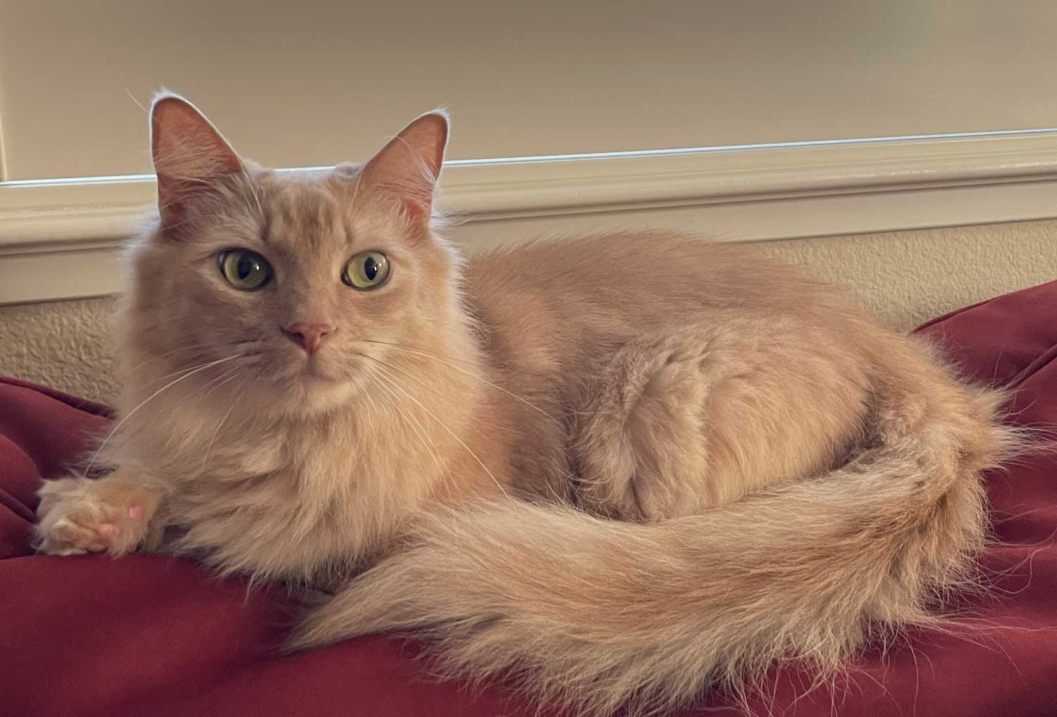 Milo the cat on sofa